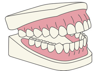 Human Teeth Model Vector Illustration 