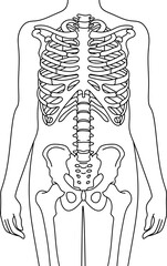 Bones anatomy line vector illustration isolated on white background