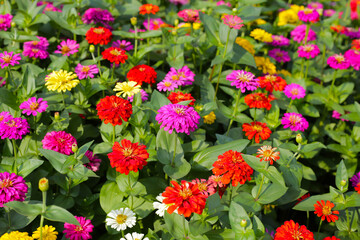 Colorful zinnias in full bloom brightens the garden