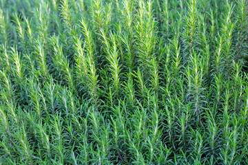 Rosemary plant, Fresh herb in the garden