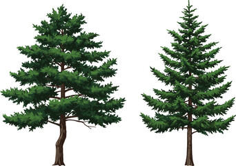 Detailed vector illustration of evergreen coniferous trees with natural foliage, forest landscape elements, botanical design, symmetrical pine, outdoor nature artwork