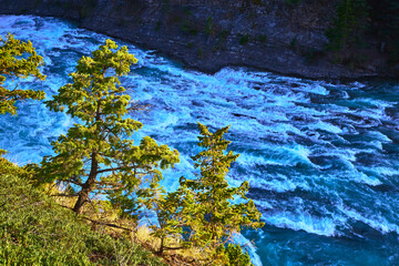 Rapids and Evergreen Trees Overlooking Vibrant River in Banff Canada from High Viewpoint
