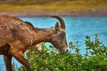 Rocky Mountain Bighorn Sheep Grazing Beside Turquoise Lake Water in Wild Nature