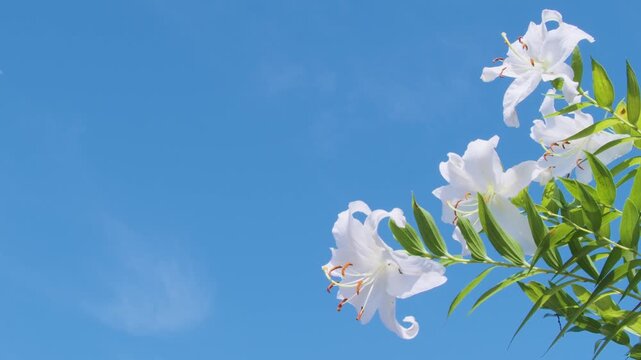白いユリの花