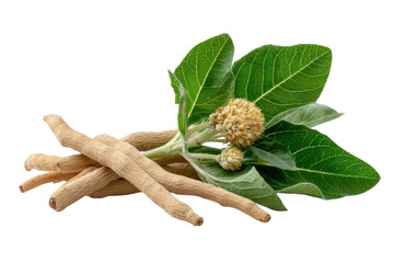 Ashwagandha roots and leaves with flower buds on black background plant medicinal, Isolated On Transparent Background, Png Cut Out