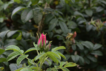 Bright Pink Wild Rose Bud Ready to Open