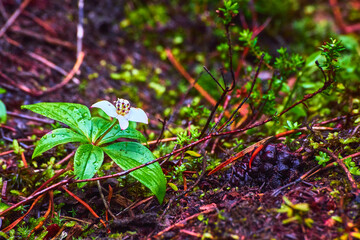 Fresh Green Forest Floor With Dewy White Wildflower And Pine Cone Close Up