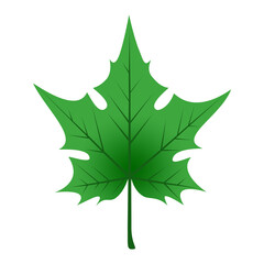 Fototapeta premium Maple leaf, foliage, green leaf, transparent background.