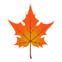 Autumn maple leaf, orange foliage, transparent background.