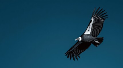 Obraz premium Majestic Vulture Soaring High Against a Clear Blue Sky