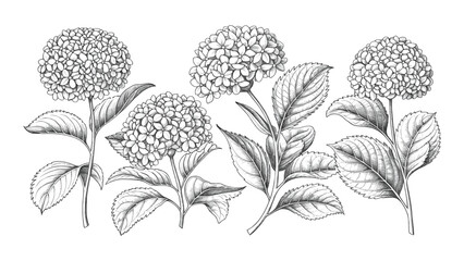 Detailed hydrangea flower botanical engraving illustration vintage floral etching sketch with leaves and stems isolated on white background