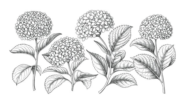 Detailed hydrangea flower botanical engraving illustration vintage floral etching sketch with leaves and stems isolated on white background