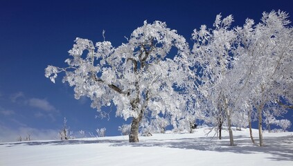 Frost in Mt.Otoe  音江山の樹氷
