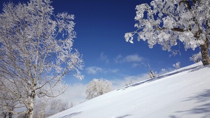 Frost in Mt.Otoe  音江山の樹氷