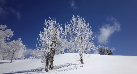 Frost in Mt.Otoe  音江山の樹氷