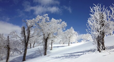 Frost in Mt.Otoe  音江山の樹氷