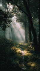 Fototapeta premium Serene Sunlight Filtering Through Trees in a Mysterious Forest