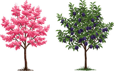 Obraz premium Beautiful spring cherry blossom tree with pink flowers beside lush green plum tree full of ripe purple fruits in nature illustration