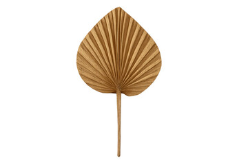 Dried palm leaf spear on transparent background