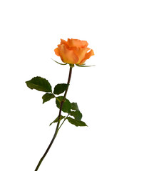 Orange rose flowers on white background © ImagesMy