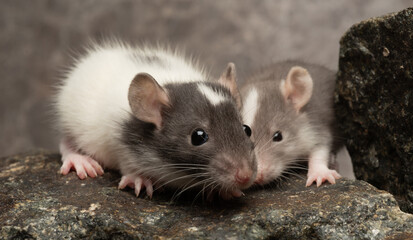 A close-up of a beautiful decorative rat with space for text