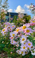 flowers in the garden