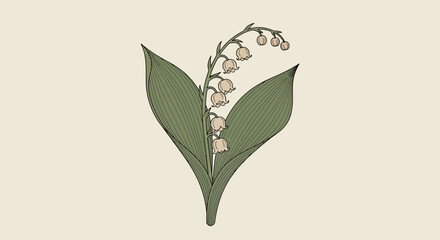 Elegant lily of the valley illustration with a vintage touch minimal style art