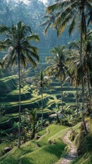 Obraz premium Scenic rice terraces with palm trees