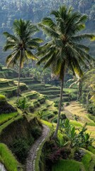 Obraz premium Serene rice terraces with palm trees