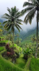 Obraz premium Tropical rice terraces in fog