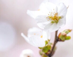 Obraz premium Close-up of delicate white blossoms in soft focus