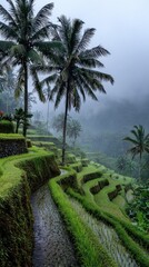 Obraz premium Misty rice terraces landscape