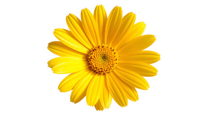 Naklejka premium Isolated vibrant yellow flower with numerous petals and a textured central core