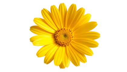 Isolated vibrant yellow flower with numerous petals and a textured central core