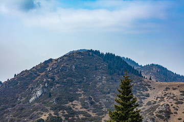 Kazachstan landsape., forest, trees, horse, montain, travel, panorama, nature.