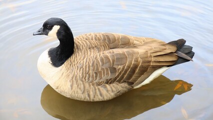 Canada goose(カナダ雁)