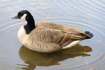 Canada goose（カナダ雁）