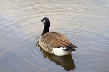 Canada goose（カナダ雁）