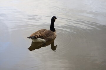 Canada goose（カナダ雁）