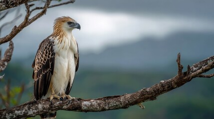 Majestic Eagle Perched on Tree Branch Against Dramatic Landscape