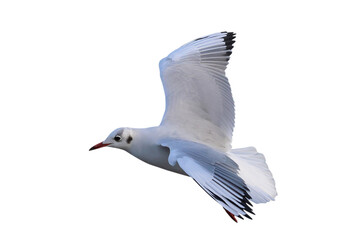 Black-headed Gull flying isolated on transparent background png file	