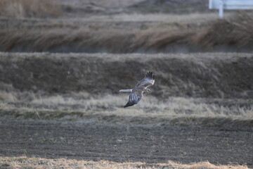 The eastern marsh harrier (Circus spilonotus) is a bird of prey belonging to the marsh harrier group of harriers. This photo was taken in Japan.