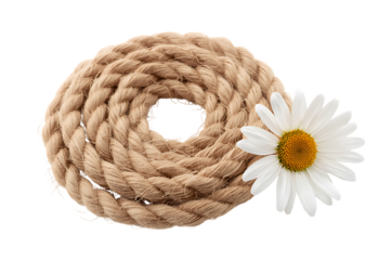 Natural rope coil with white daisy flower on black background