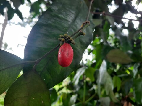 Red fuit of melinjo tree photo