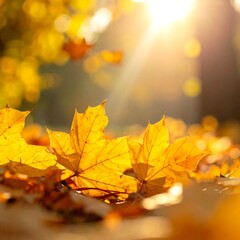 Fototapeta premium Close-up of golden fallen leaves with sun shining through tree canopy