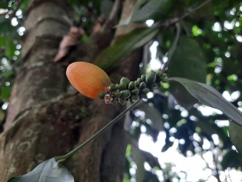 Melinjo or belinjo (Gnetum gnemon ) yellow fruit in the tree photo