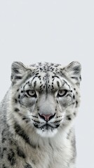 Majestic Snow Leopard Portrait Captured in a Minimalist Setting