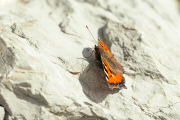 Kleiner Fuchs (Aglais urticae) auf dem Weg zum Chäserrugg, 2150 m ü. M.
