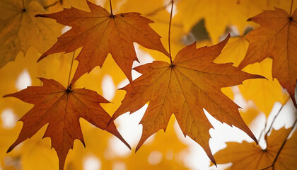 Orange maple leaf on the ground in the sun rays autumn leaves
1