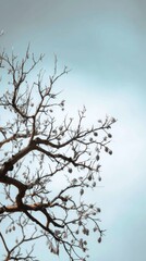 Bare Tree Branches Against a Soft Blue Sky in Winter Scene